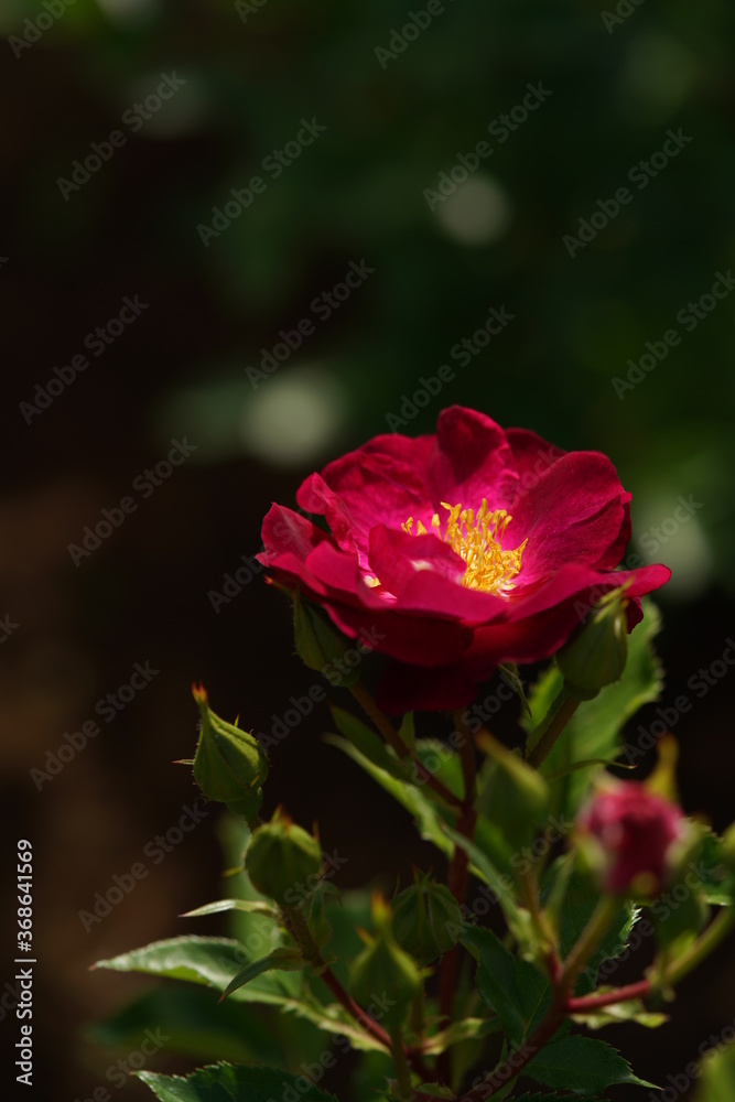 Red Flower of Rose 'Sangria Night' in Full Bloom
Red Flower of Rose 'Sangria Night' in Full Bloom
