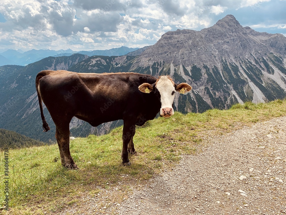 Kuh auf der Alm in den Alpen