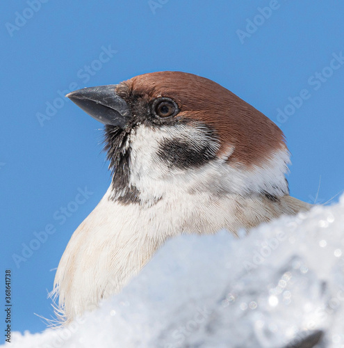 bird in snow