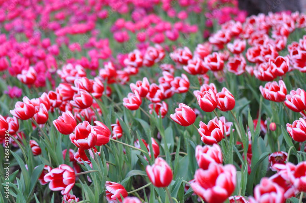 a lot of flowers a lot of flowers