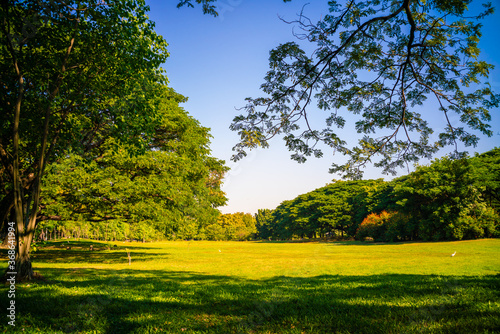 Tree forest with green meadow grass in outdoor park