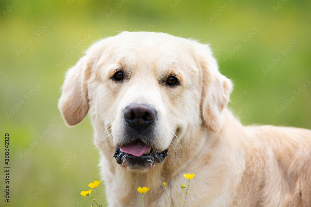 Cute golden retriever dog in the green grass and flowers background. Cute golden retriever dog in the green grass and flowers background.
