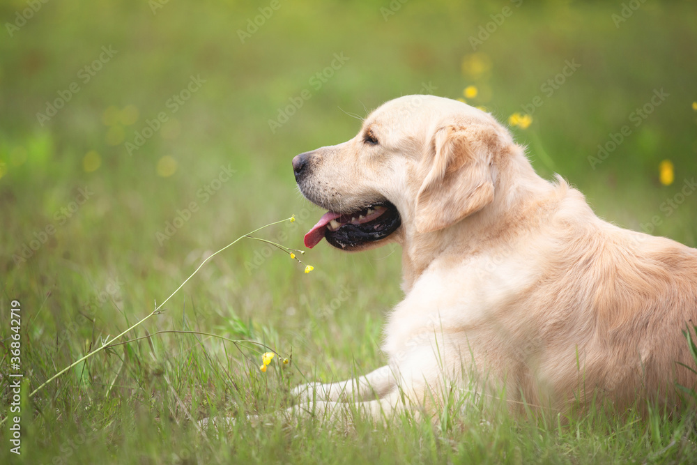 Cute golden retriever dog lying in the green grass and flowers background.
