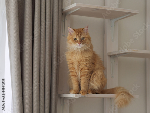 キャットタワーでお座りする猫（マンチカン）