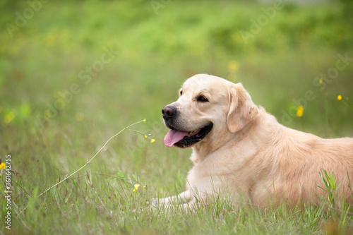 Cute golden retriever dog lying in the green grass and flowers background.