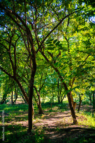 Tree forest with green meadow grass in outdoor park