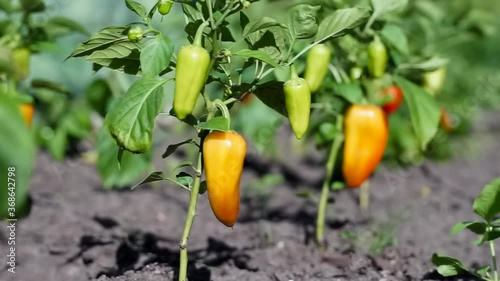 Growing bell peppers in a greenhouse. Close up of rows fresh ripe red green and yellow peppers on the branches  on a farm plantation. Unripe Green paprika plants. Fresh Capsicum Harvest.