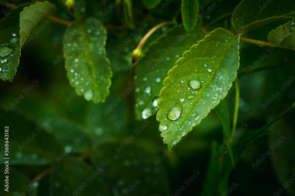 Fresh green leaves with water drops in the garden. Selective focus. Shallow depth of field. Fresh green leaves with water drops in the garden. Selective focus. Shallow depth of field.