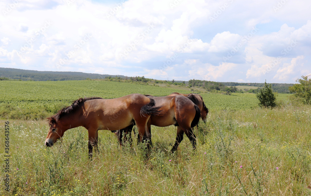 The Exmoor pony is a horse breed native to the British Isles.Havranick v esovi t , Podyj National Park, Czech Republic. The contributes to the conservation of natural pasture habitats. The Exmoor pony is a horse breed native to the British Isles.Havranick v esovi t , Podyj National Park, Czech Republic. The contributes to the conservation of natural pasture habitats.