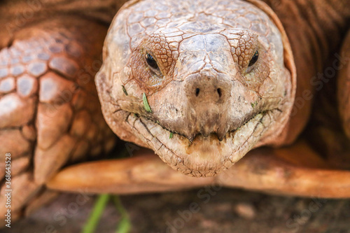 Close up of african spurred tortoise or geochelone sulcata in the garden. Sulcata tortoise is looking at camera.