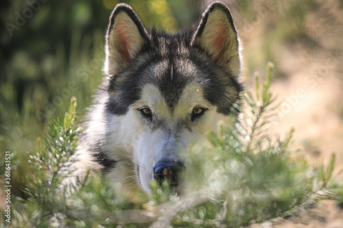 portrait of an alaskan malamute