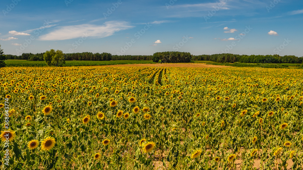 Panorama Yellow field of flowers of sunflowers against blue sky .