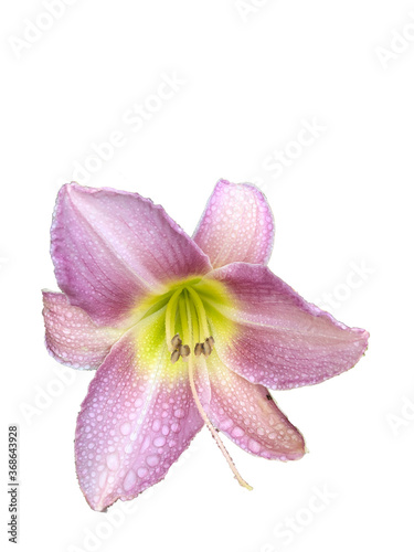 lilac daylily flower after rain isolated on white background