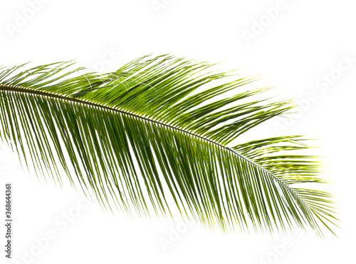 Coconut leaf isolated on white background