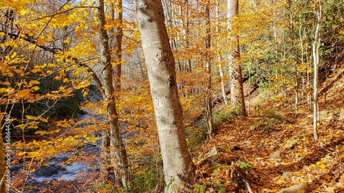 Forest path by river in autumn