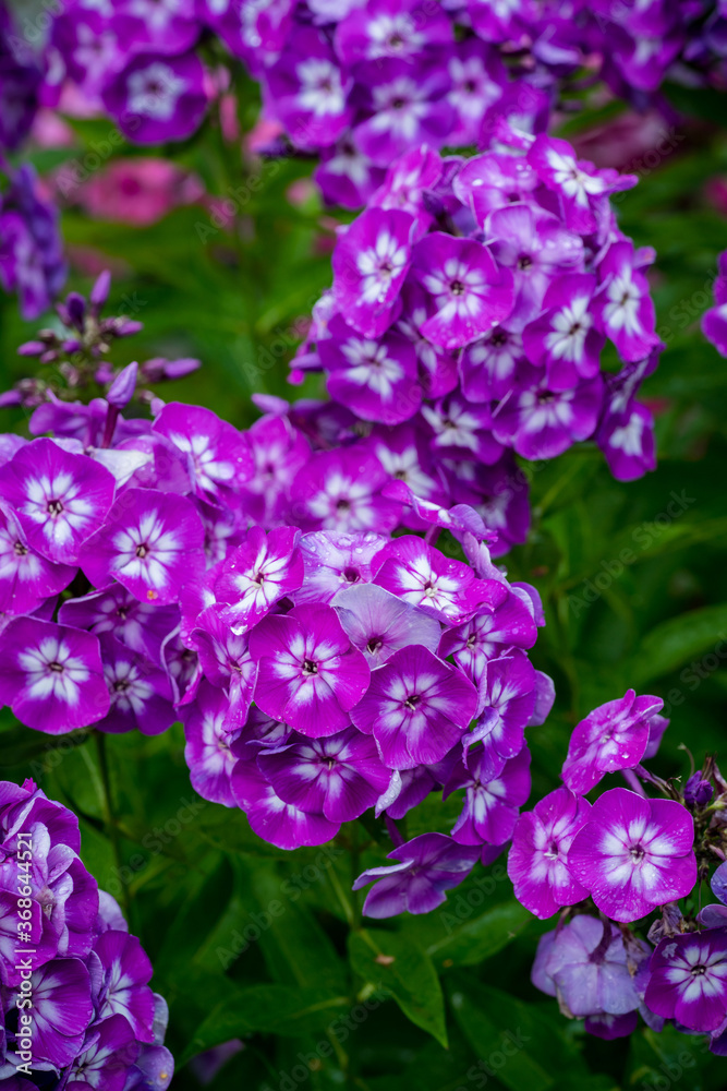 Blooming phlox in the garden. Shallow depth of field. Blooming phlox in the garden. Shallow depth of field.