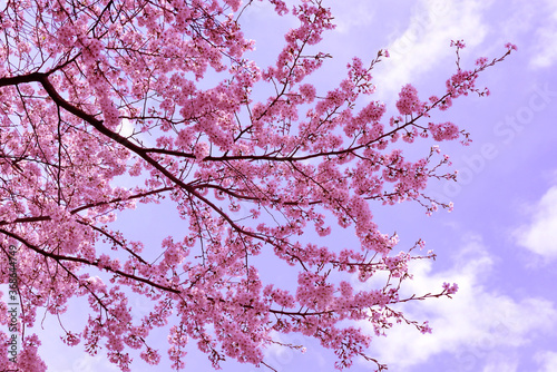 空をバックにしたサクラの花