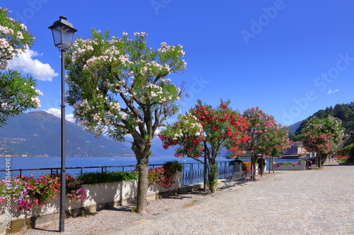 fiori colorati a bellagio sul lago di como in italia	 photo