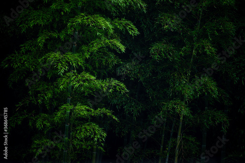 bamboo in the night