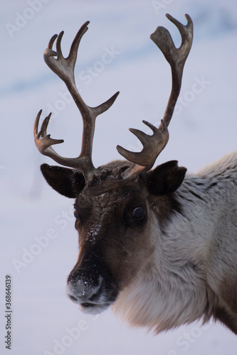 portrait of a reindeer with horns on a background of white snow