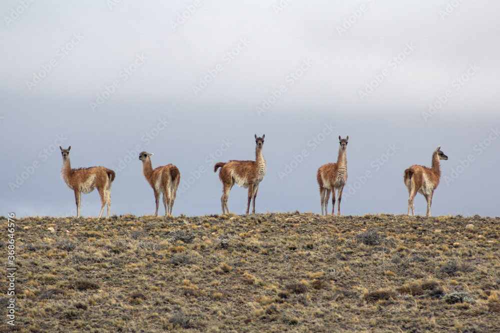 Naklejka premium Vicuñas in Patagonia, Argentina.