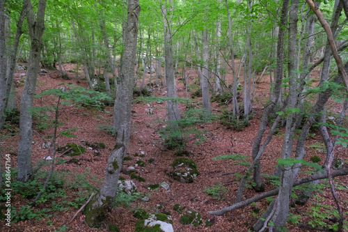 beech wood within the mountain area of majella abruzzo italy