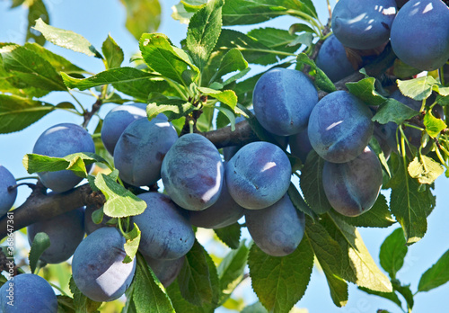 Ripe blue plums on branches