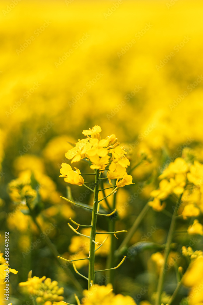 Fototapeta premium One rapeseed plant with slowers in focus inside vibrant blurry yellow field with space for text.