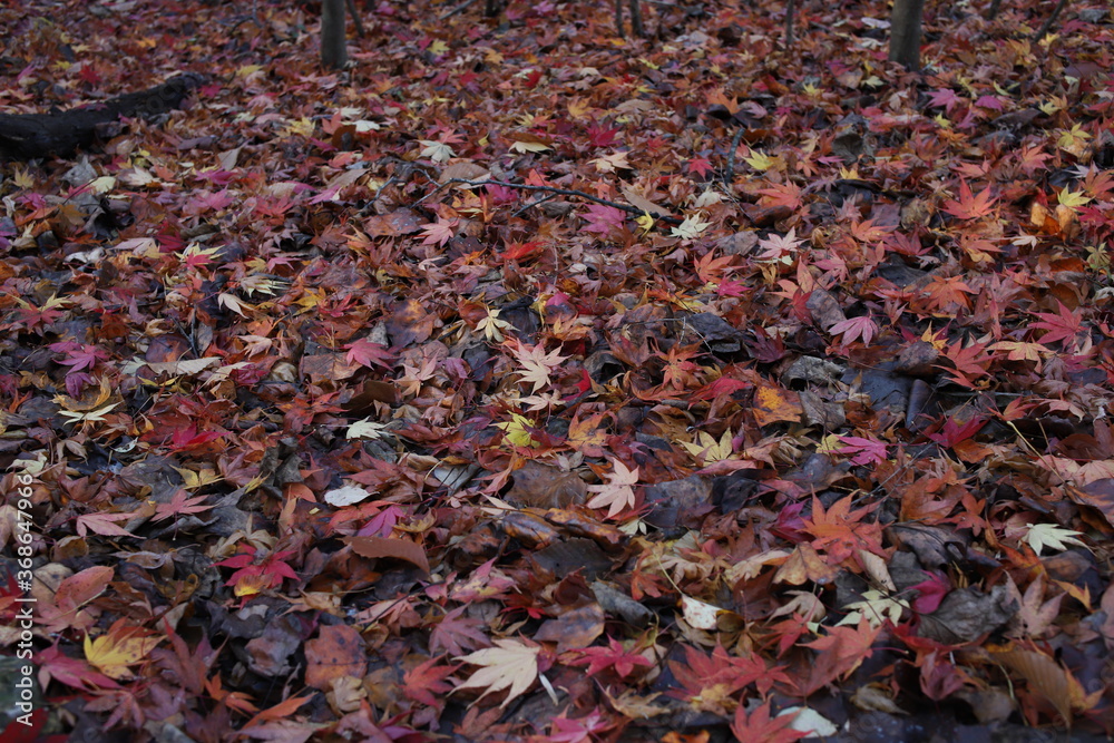 autumn red grand autumn red grand