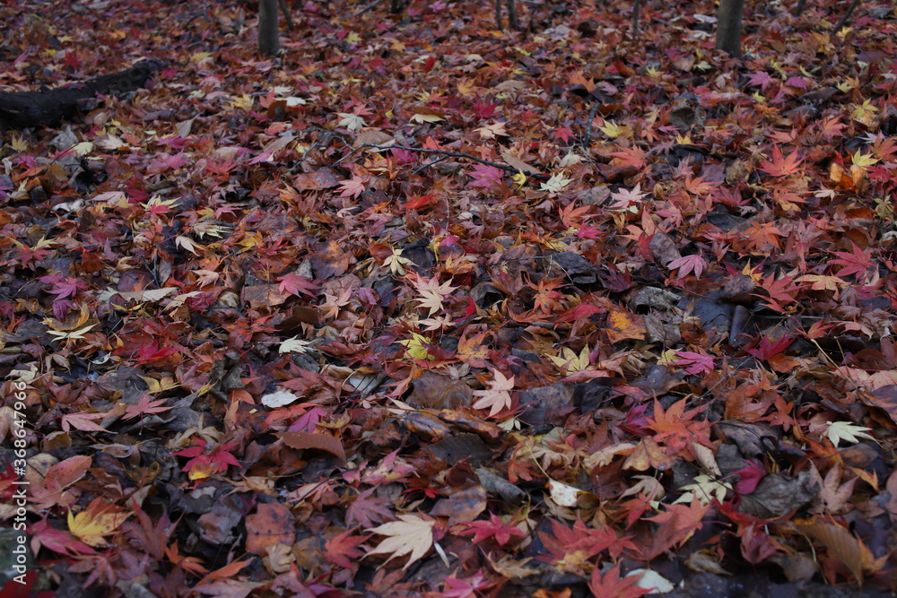 autumn red grand