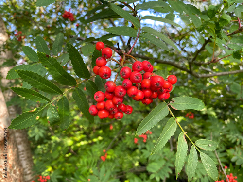 Red berries, set against broad green leaves, near a stone wall in, Calverley, Leeds, UK