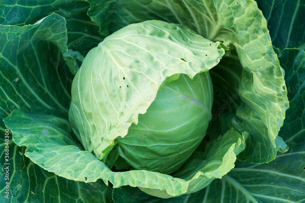 Obraz premium a large head of cabbage in the garden