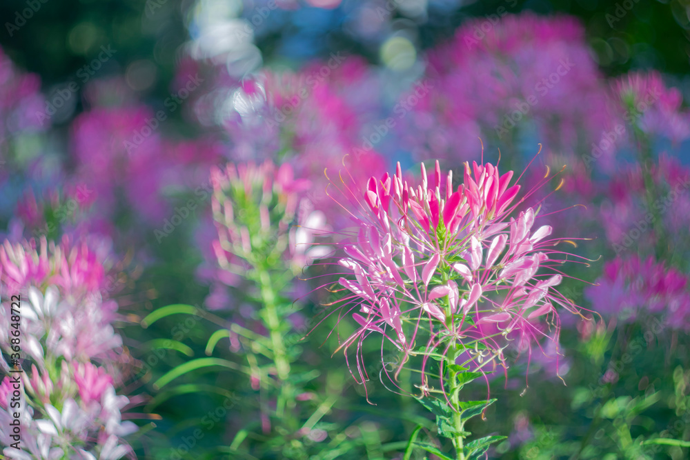 Pink decorative flowers on a blurred scenic background in the city in the early morning. Bokeh effect. Pink decorative flowers on a blurred scenic background in the city in the early morning. Bokeh effect.