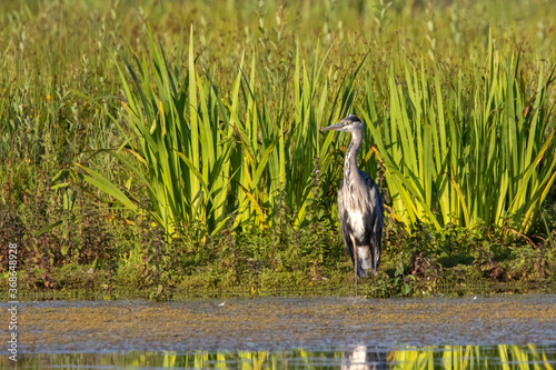Grey Heron at the Edge of the Water