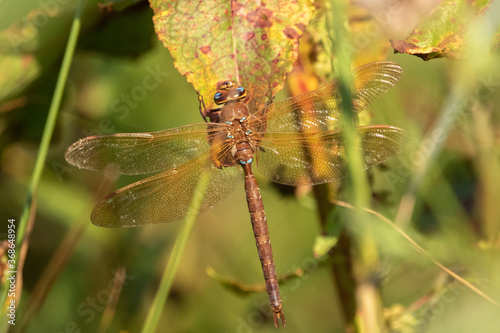 Male Brown Hawker Dragonfly