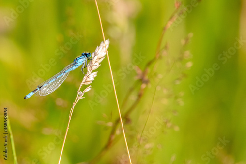 Common Blue Damselfly on a Grass Stalk
