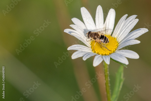 Tapered Dronefly on a Flower