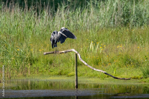 Grey Heron with Wing Outstretched