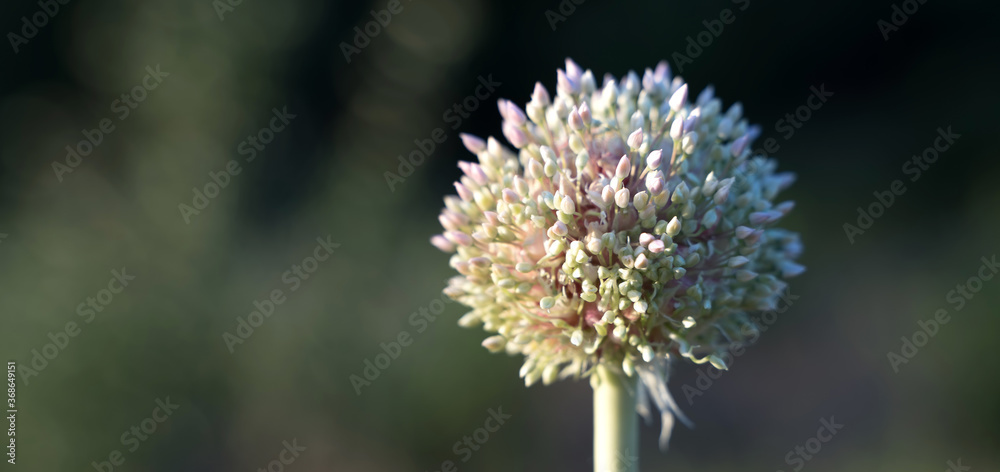 Ripening seeds of Onion garlic. Garlic seeds on a natural blurred background. Summer-autumn natural background. The concept of breeding, of agriculture, with space for copy. Ripening seeds of Onion garlic. Garlic seeds on a natural blurred background. Summer-autumn natural background. The concept of breeding, of agriculture, with space for copy.