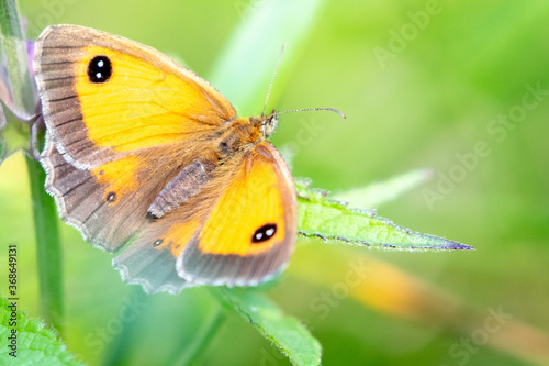 Female Gatekeeper Butterfly