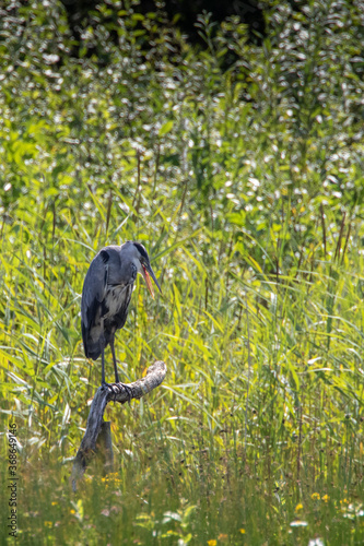 Grey Heron on a Branch