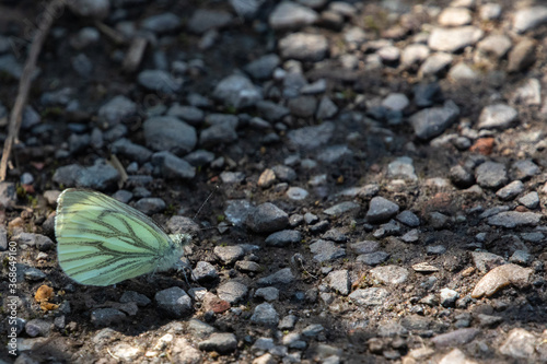 Green-Veined White Butterfly