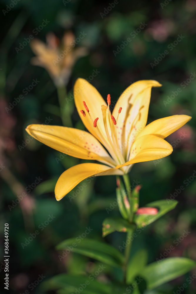 Fototapeta premium Yellow Lily flower on the background of greenery in the garden in the sun. The summer and autumn background. the concept of flower arranging, beauty of nature, flowers.