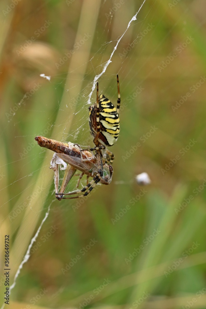 Wespenspinne (Argiope bruennichi) mit Beute. Wespenspinne (Argiope bruennichi) mit Beute.