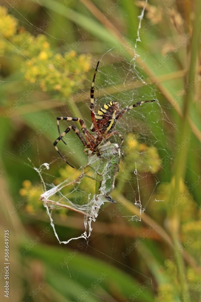 Wespenspinne (Argiope bruennichi) mit Beute. Wespenspinne (Argiope bruennichi) mit Beute.
