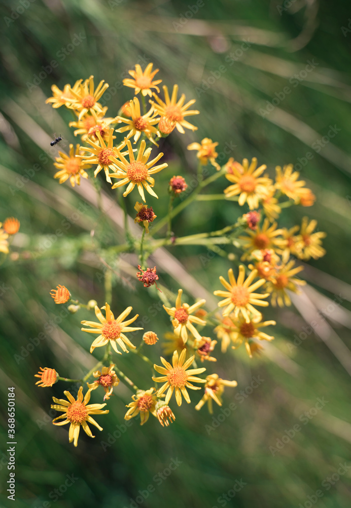 Yellow beautiful wild flowers in the shape of a heart, arrows on the background of green grass in modern art processing. Natural summer-autumn background. concept of wild nature beauty. Yellow beautiful wild flowers in the shape of a heart, arrows on the background of green grass in modern art processing. Natural summer-autumn background. concept of wild nature beauty.