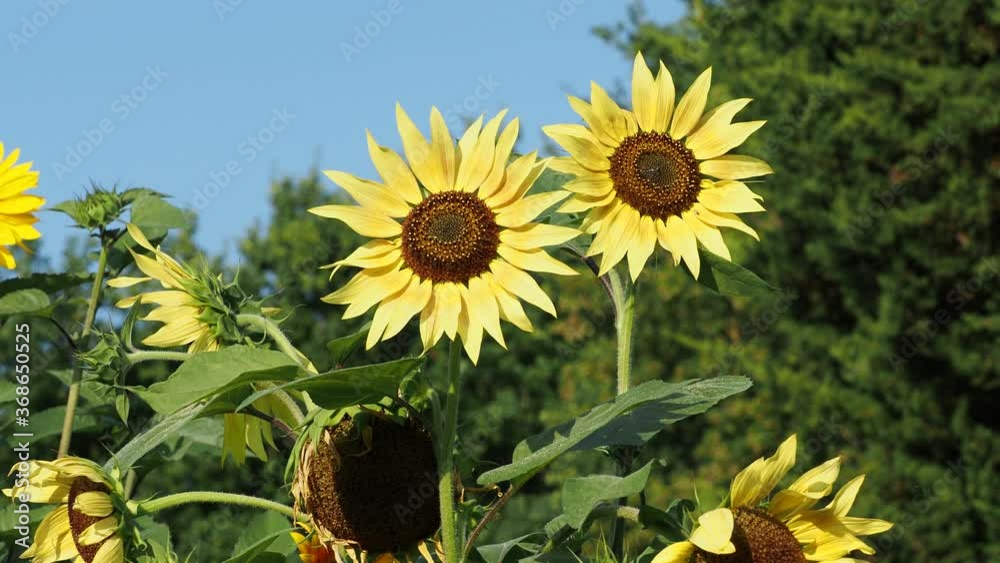 Ten Rayed Sunflower Vídeo do Stock: Helianthus annuus | Beautiful ornamental sunflowers ...