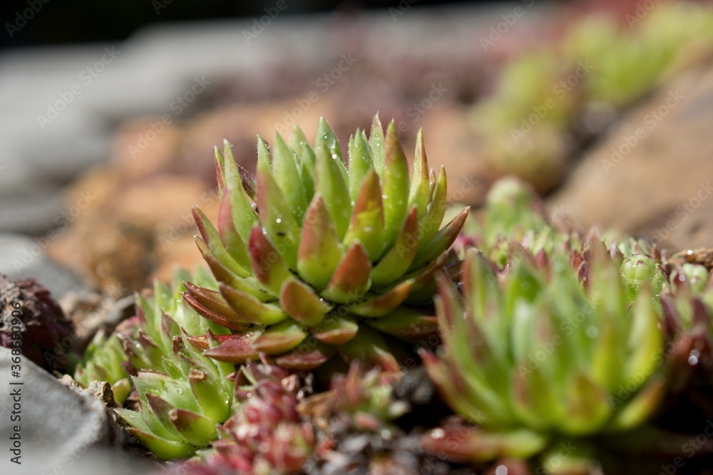 Frost-resistant succulents in the garden Frost-resistant succulents in the garden
