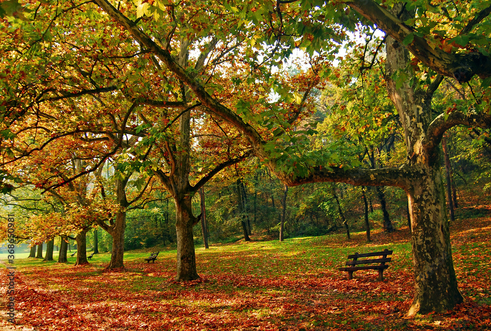 Trees and leaves at the park in autumn