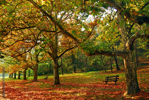 Trees and leaves at the park in autumn
